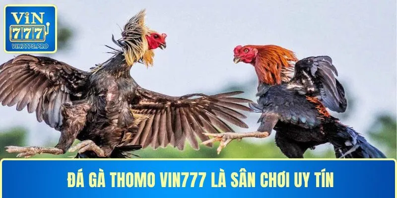 ĐÁ GÀ THOMO VIN777 LÀ SÂN CHƠI UY TÍN