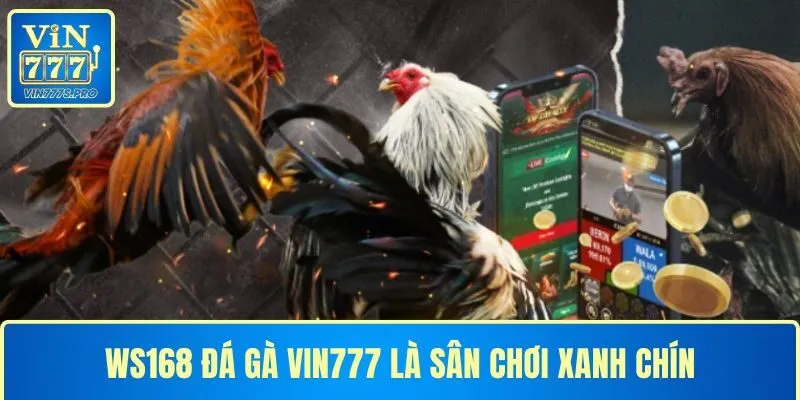 WS168 ĐÁ GÀ VIN777 LÀ SÂN CHƠI XANH CHÍN