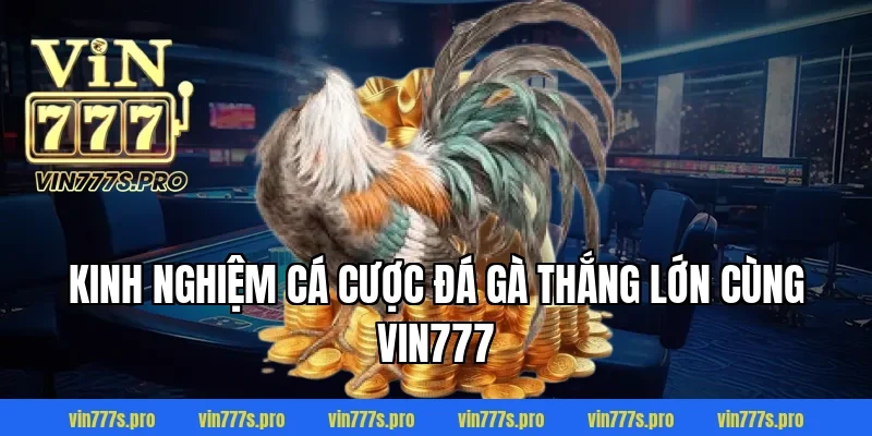 Kinh nghiệm cá cược đá gà thắng lớn cùng VIN777