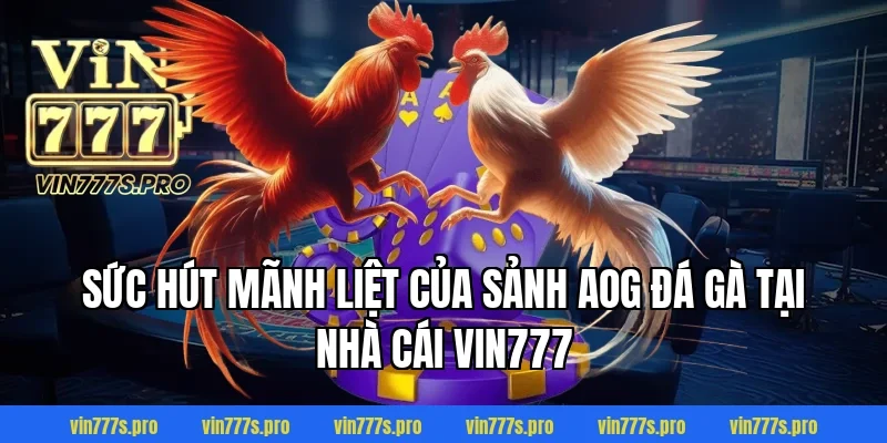 Sức hút mãnh liệt của sảnh AOG đá gà tại nhà cái VIN777